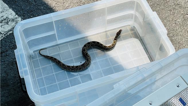 时序入夏，高温炎热，锁链蛇大军频出没。（萧嘉蕙摄）