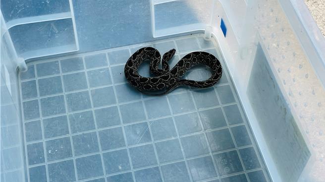 锁链蛇头、身布满椭圆花纹，具有毒性，攻击距离可达身长2倍。（萧嘉蕙摄）