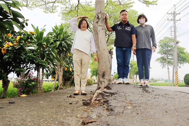 嘉义县民雄乡嘉81乡道长近1公里路段，车道两侧种植多棵小叶榄仁树，因树根乱窜、凸起，导致柏油路面呈波浪状，高低起伏落差最多达30公分。（吕妍庭摄）