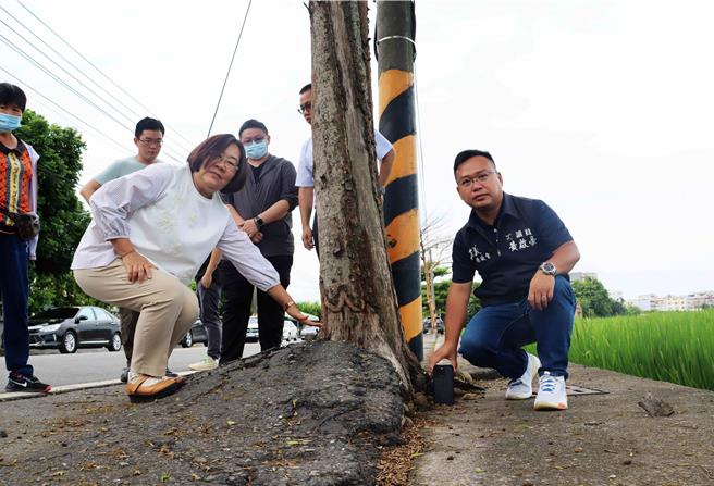 嘉义县民雄乡嘉81乡道长近1公里路段，车道两侧种植多棵小叶榄仁树，因树根乱窜、凸起，导致柏油路面呈波浪状，高低起伏落差最多达30公分。（吕妍庭摄）