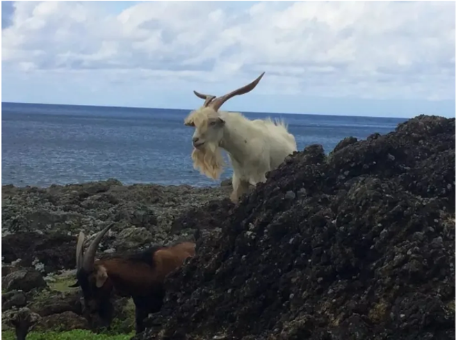 島嶼上隨處可見山羊、狗狗、貓咪出門。（作者提供）
