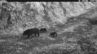 台東林道黑熊母子3口現蹤 熊寶寶攀爬畫面曝