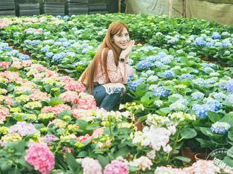 花現台七繡球金針農遊趣 5月中旬登場