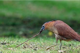 黑冠麻鷺出鏡率高 狂被問「這是什麼鳥」成別名