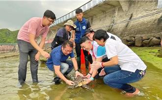 影》擱淺遭釣獲悉心照顧12天 基隆成功野放玳瑁