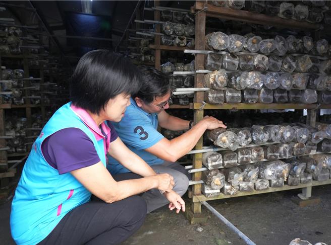 花莲吉安乡蕈菇场受强震影响，整体灾损金额初估百余万，乡长游淑贞（左）昨探视农损惨重的养菇现场，允诺后续会与农会连结各式资源协助行销，突破运销瓶颈。（吉安乡公所提供／罗亦晽花莲传真）