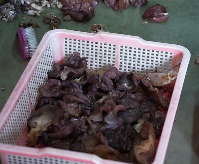 花莲吉安乡蕈菇场种植的黑木耳受强震影响，造成多数菌丝体无法长出正常的叶面，影响批发售价及销量。（吉安乡公所提供／罗亦晽花莲传真）