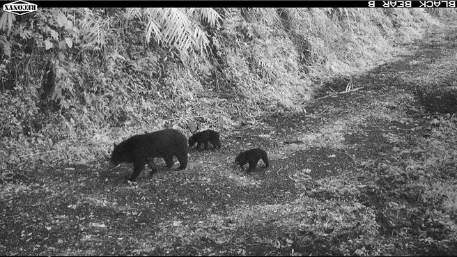 台湾黑熊母子一家三口在利嘉林道溜达。（林业保育署台东分署提供／萧嘉蕙台东传真）