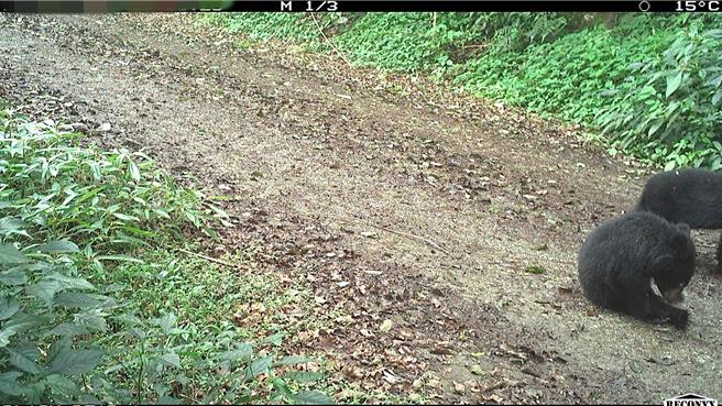 台湾黑熊宝宝健康状况良好，活动力旺盛。（林业保育署台东分署提供／萧嘉蕙台东传真）