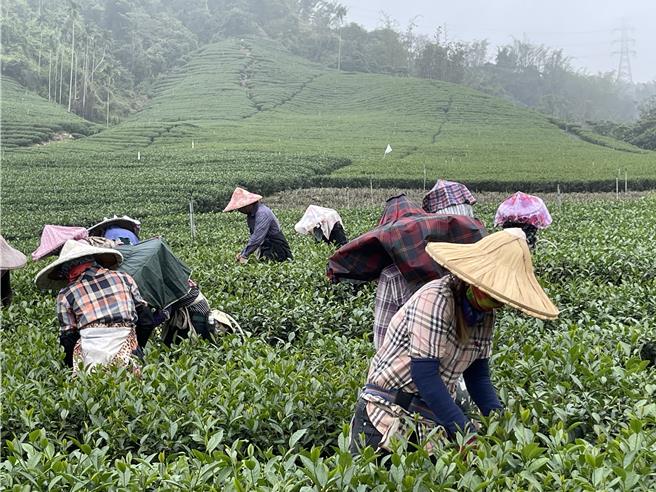 竹山国际茶道节5月11日至5月19日于竹山紫南宫停车场登场，游客还能报名茶韵风情、茶香见学等小旅行，饱览茶园风光。（杨静茹摄）