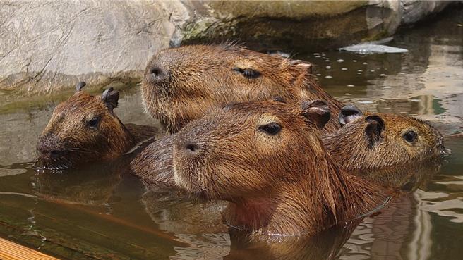 入住关西六福庄，住客有机会一睹疗癒感十足的福豚家族。（关西六福庄提供／粘耿豪台北传真）