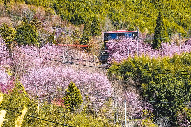 國土法規定原住民地區3戶以下不算部落，尖石、五峰兩鄉約有1100戶，土地可能將列為國土保育地不能開發，引發原民反彈。（羅浚濱攝）