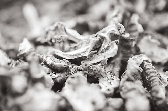 格拉斯鳶尾花球莖在地下需時間滋養，方能破土而出，而土壤與彗星掉落的粉塵產生連結，讓調香師靈機一動催生此款作品。（CHANEL提供）