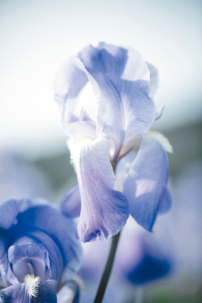 此次幸運星辰香氛中最重要的角色非鳶尾花莫屬。（CHANEL提供）