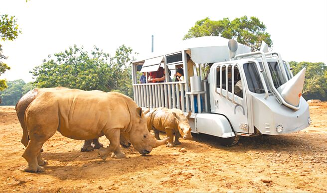 關西六福莊「動物派對-動物狂歡YA」住房專案，房客可選擇搭乘蘇丹犀望巴士遊園。（關西六福莊提供）