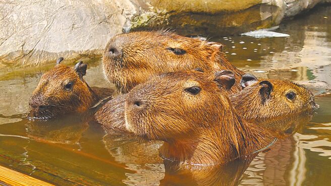 入住關西六福莊有機會一睹療癒感十足的福豚家族。（關西六福莊提供）