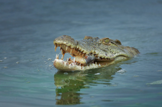 恐怖「殺人鱷」奪21命 專吃男性私密處 村民全嚇瘋