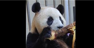 旅韓大貓熊福寶返陸隔離檢疫屆滿將見公眾