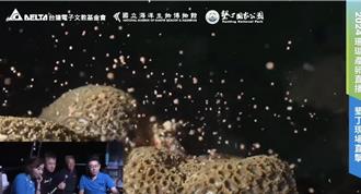 媽祖生直擊珊瑚產卵大爆發 海底美如星空超夢幻