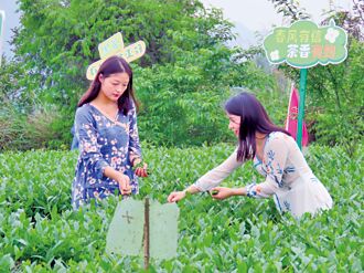 湘西黃金茶振興鄉村 城鎮居民就業新選擇
