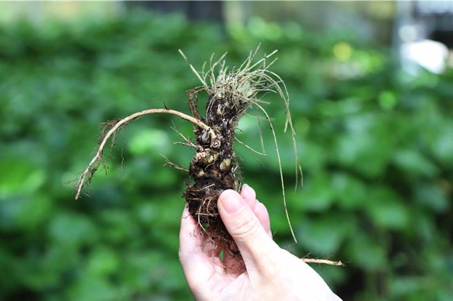 阿里山山葵目前种植数已达6分地、4万株，预计今年将增加到7分地、5.5万株。（嘉义县政府提供／吕妍庭嘉义传真）