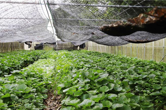 「阿里山部落山葵产业栽种聚落亮点发展计画」，投入2000万，包括兴建山葵简易强固型温室1座农场。（嘉义县政府提供／吕妍庭嘉义传真）