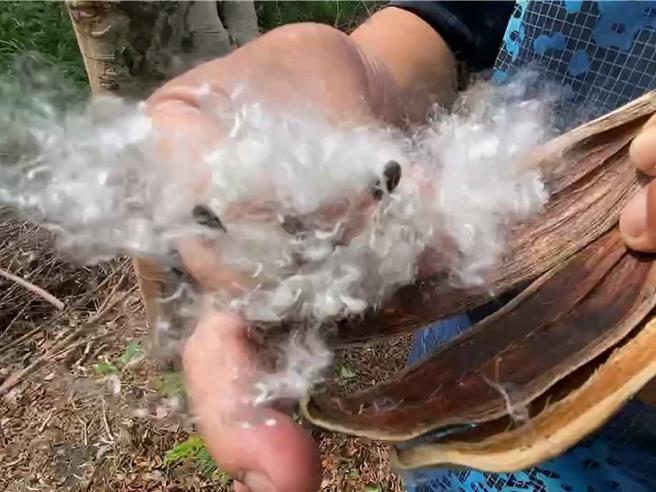 國道1號中山高速公路彰化路段近來發生木棉花棉絮飄散的狀況，國道警方提醒用路人小心行車。（民眾提供／孫英哲彰化傳真）