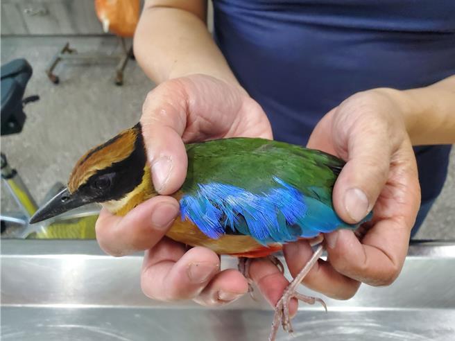 云林野鸟学会救援一只掉落在在彰化县和美镇和仁国小走廊的罕见迷鸟「蓝翅八色鸫」。（周丽兰摄）