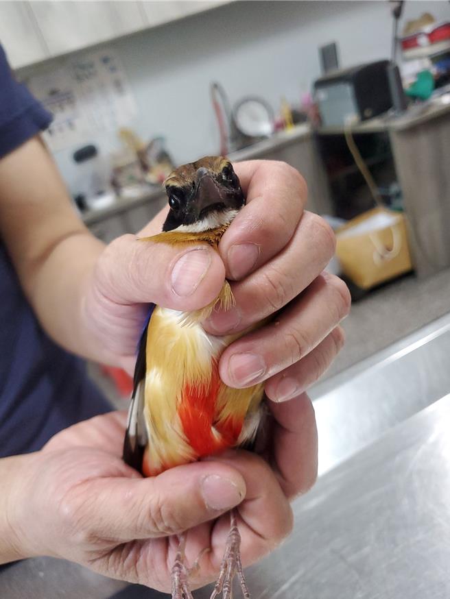 蓝翅八色鸫翅膀是蓝色带着萤光色泽，胸部到腹部羽毛偏黄。（周丽兰摄）