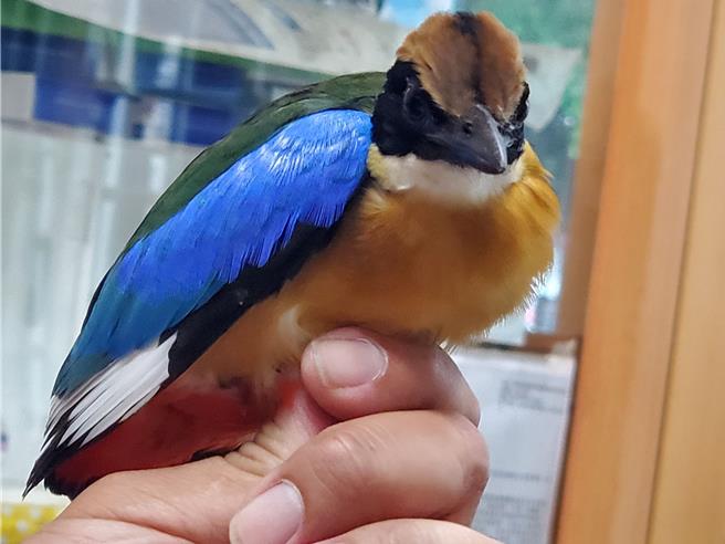 迷鸟蓝翅八色鸫健康状况良好。（周丽兰摄）