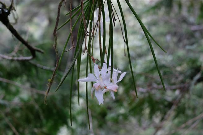 大雪山国家森林游乐区森林护管员冒险攀升至40公尺高度，在红桧巨木树冠层发现保育等级的濒危物种、台湾原生的中小型兰花「撬唇兰」。（农业部林业及自然保育署提供／冯惠宜台中传真）