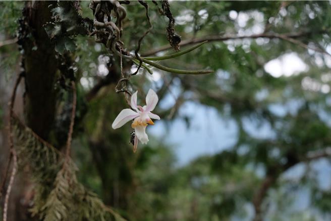 撬唇兰属于国际自然保护联盟保育等级的濒危物种，春季开花，绽放的美丽令人难以忘怀。（农业部林业及自然保育署提供／冯惠宜台中传真）