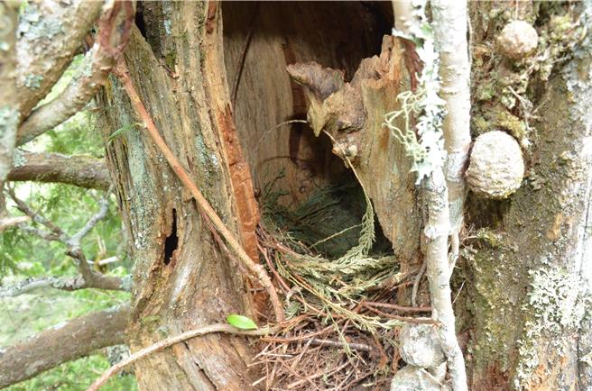 大雪山国家森林游乐区森林护管员使用攀树装备攀升至40公尺树冠层时，发现了飞鼠窝。（农业部林业及自然保育署提供／冯惠宜台中传真）