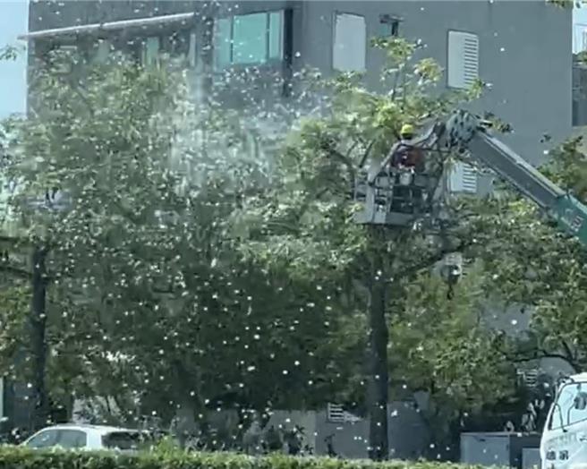 以往在木棉树花期结束后，市府工务局都会请厂商进行打果作业，防止果实棉絮飘出，但昨天有厂商在新营长荣路作业时误用吹叶机，反而让棉絮「飘得更凶」。（王宣贸提供／张毓翎台南传真）