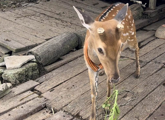 垦丁国家公园復育梅花鹿有成，但却不时传有野生梅花鹿遭杀害。（示意图／报系资料照）