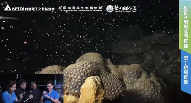 今天是妈祖生（农历3月23），屏东海生馆再度以水下直播的方式，带大家直击珊瑚产卵大爆发，画面彷佛星空般，美得超梦幻。（翻摄画面／谢佳潾屏东传真）