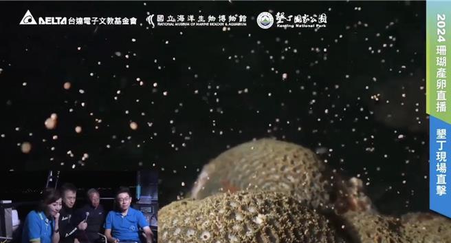 今天是妈祖生（农历3月23），屏东海生馆再度以水下直播的方式，带大家直击珊瑚产卵大爆发，画面彷佛星空般，美得超梦幻。（翻摄画面／谢佳潾屏东传真）