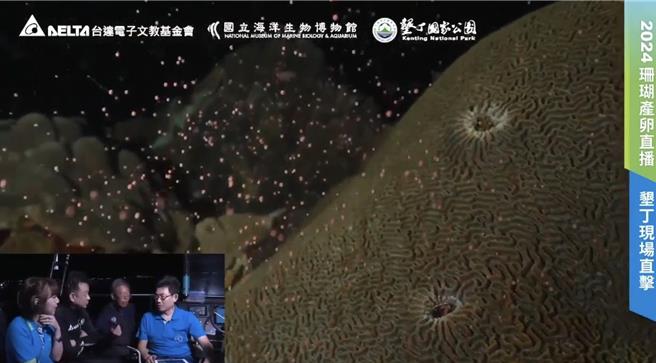 今天是妈祖生（农历3月23），屏东海生馆再度以水下直播的方式，带大家直击珊瑚产卵大爆发，画面彷佛星空般，美得超梦幻。（翻摄画面／谢佳潾屏东传真）