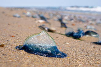 诡异蓝色生物攻占沙滩 密集画面曝 专家揭真实身份