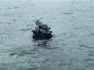 水來了！日月潭9蛙有6蛙潛水 遊客：看起來卡水