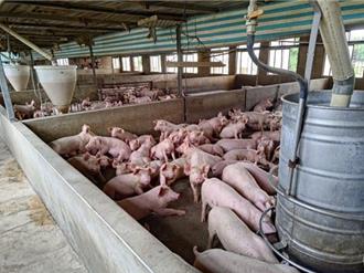 苗縣擬放寬新設畜牧場距離限制 遭退回修正 議員意見一次看