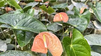 母親節送康乃馨不夠看！台南花農推「奶茶」、「粉膚」色系火鶴花