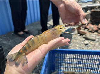 搶便宜來了！潮州「賽神蝦」4日登場 蝦農寄望泰國蝦產業復甦