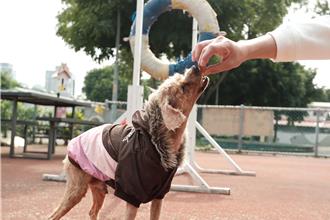 紅貴賓腫瘤破裂遭遺棄 新北動保處治癒順利送養