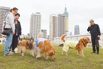 前兩月寵物險 損率維持高檔