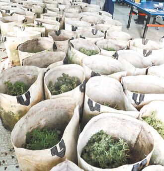 拜登搶選票 美大麻擬降三級藥品