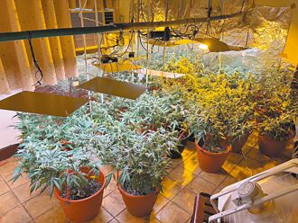 美國放寬台灣剉咧等 法務部掃蕩加把勁