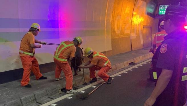 國道3號北向中寮隧道路段發生豬隻掉落事件，國道警獲報後，派遣善化工務段人員前往捕抓。（國道警方提供／林雅惠高雄傳真）
