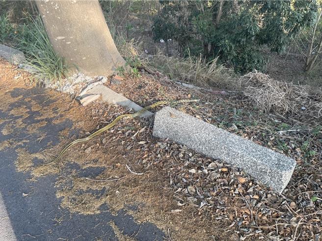 西螺鎮民傍晚跑步時和一尾黑眉錦蛇相遇。（王威雄提供）