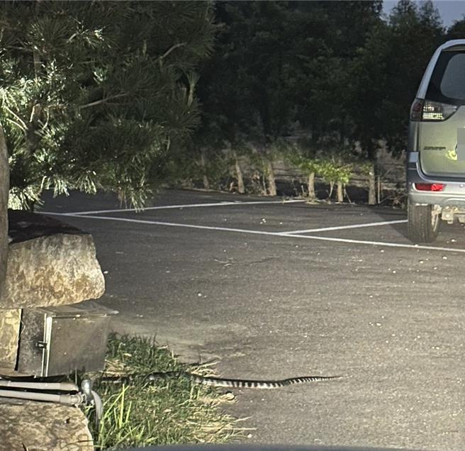 斗六市民在社區停車場目睹一條大雨傘節出沒。（民眾提供）